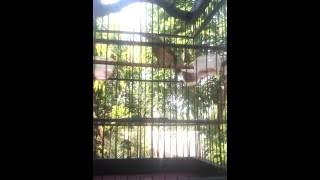 Pleci dakbal istimewa- KANIBAL-Mr.Frengky- KOMPI Bojonegoro part 2