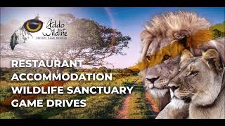 ADDO WILDLIFE LION CUB UPDATE MAY 2024