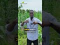 Les secrets pour booster la production du maïs #farming #afrique #agriculture #pourtoi #agro #maïs