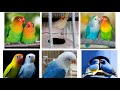 New setup....| love birds |..| blue love birds |..| cocktail| | Finch | #Yellow lotino under Age....
