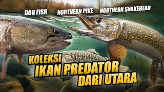 EPISODE KOLEKTOR !! CINTA MATI IKAN PREDATOR DARI BAGIAN UTARA | AMBUSH DEADPOOL PREDATOR !!