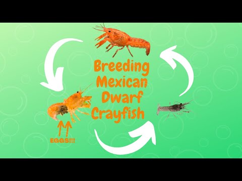 Video: Cajun Dwarf Crayfish Care