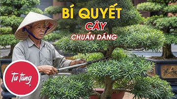 Bí Quyết Giúp Cây Tùng la hán Phát Triển Chuẩn Dáng