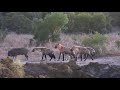 Hyenas Taunt Lone Warthog | Tintswalo Safari Clips