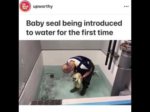 Baby Seal Learns to Swim
