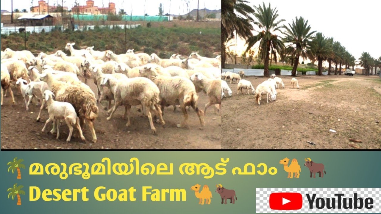 🌴മരുഭൂമിയിലെ ആട് ഫാം🐪🐂🌴    Desert Goat Farm🐪🐂