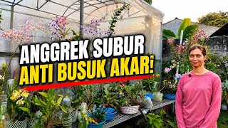 Download lagu Mini Backyard Orchid Garden! Aesthetic and Root-Rot Proof