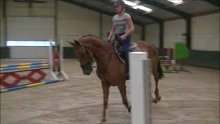 **SOLD TO USA** 6yo Sheraton x Nimmerdor Mare ~ Ridden flatwork