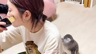 ママのしてる事に興味津々、自分の番が来ると信じて順番待ちしちゃうペンギンw