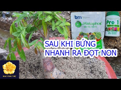 Video: Làm Thế Nào để Chăm Sóc Một Chồi Non