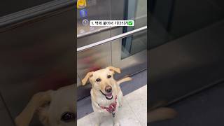 엘레베이터 예절 최고 강아지