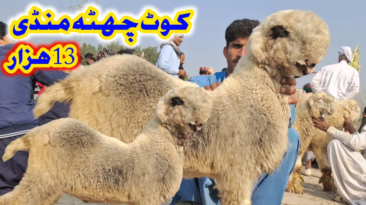کوٹ چھٹہ گاؤں کی سستی منڈی میں فی مندرہ 15 ہزار سستا خریدے خریداری کرنے ...