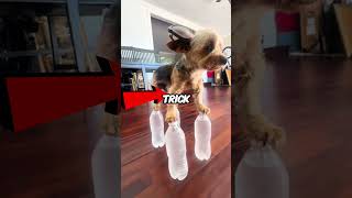 They Almost Left Their Dog Behind