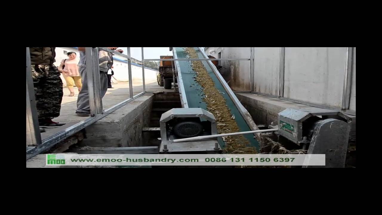 poultry farm manure removal conveyor YouTube
