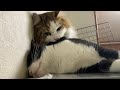 マッサージで気持ちよさそうな猫