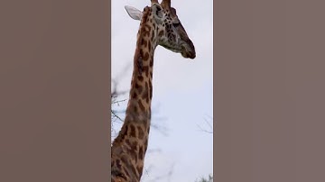 The Truth About Giraffe