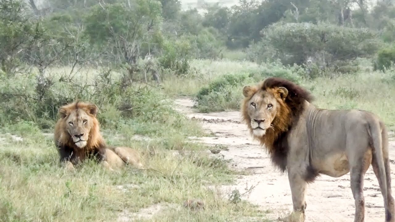 N. AVOCA MALES Move Deeper Into GOWRIE MALE Territory