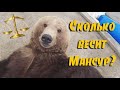 Сколько весит Мансур?⚖ Ответ в этом видео🐻👀