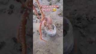 Pugita nasa ilalim ng Bato😯 #dj #djremix #amegostv #nature #seafood #djmax #malaremix #djmusicman