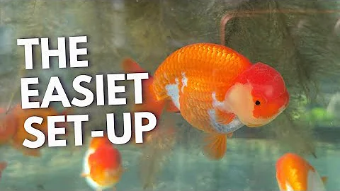 The LAZIEST Way to Set Up a Goldfish Tank (And It Works!)