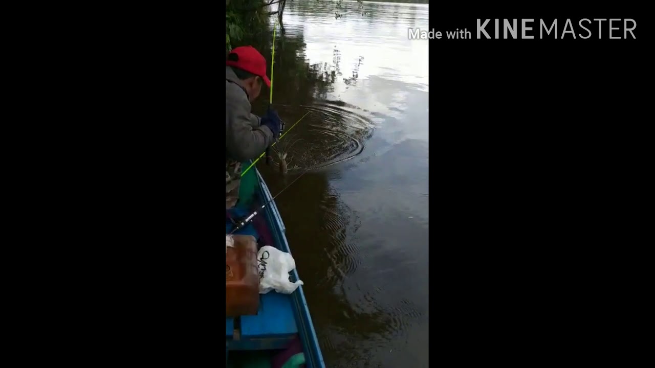 Mancing udang galah di muara sungai arut - YouTube