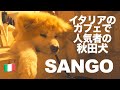 Popular Akita dog "SANGO" in Italian bar