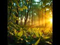 Morning Dew & Soft Sunlight: Relaxing Nature Vibes ☀️🌿