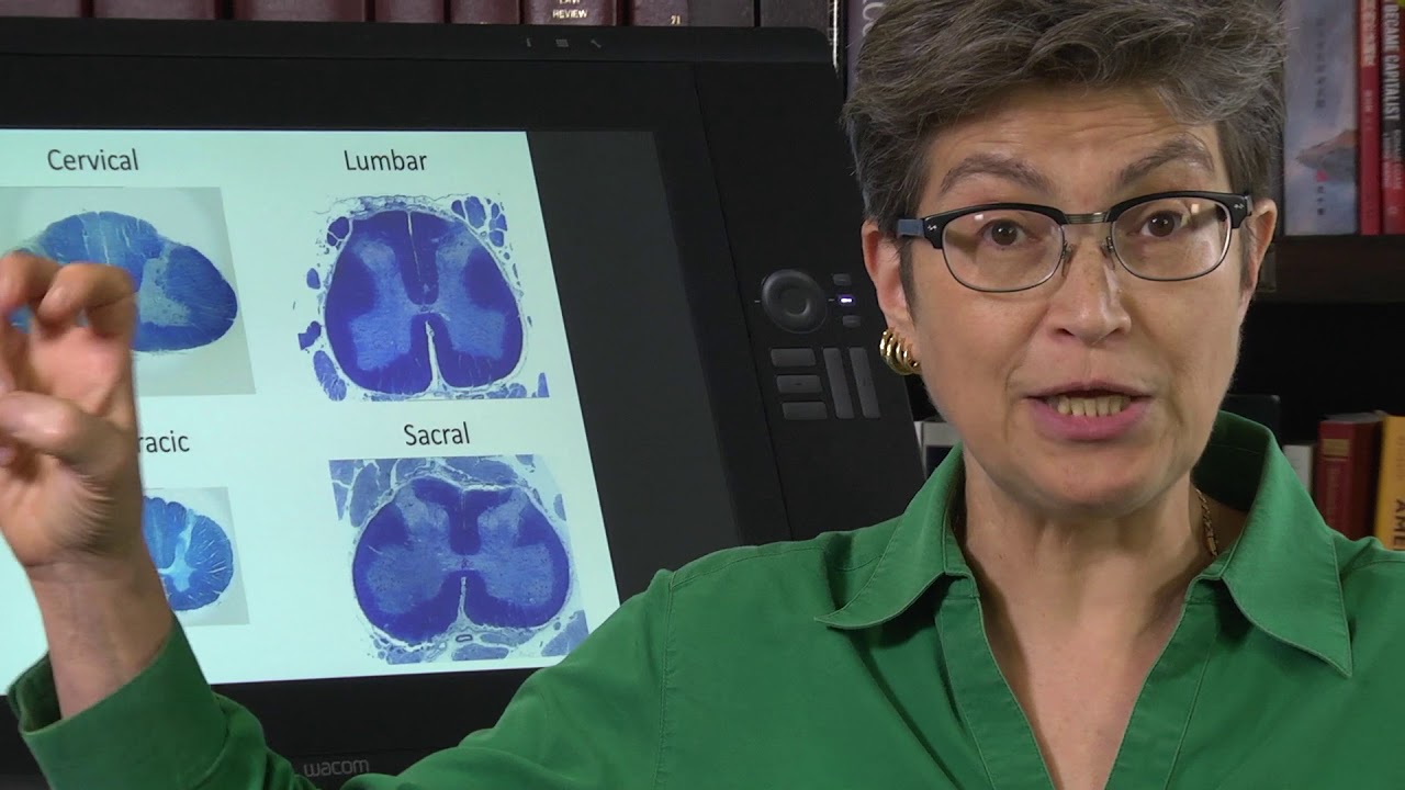 4.8 Identifying Spinal Cord Segments