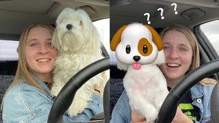 DOG GETS A HAIRCUT | Maltese