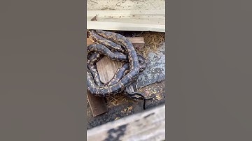 I accidentally interrupted two rat snakes mating