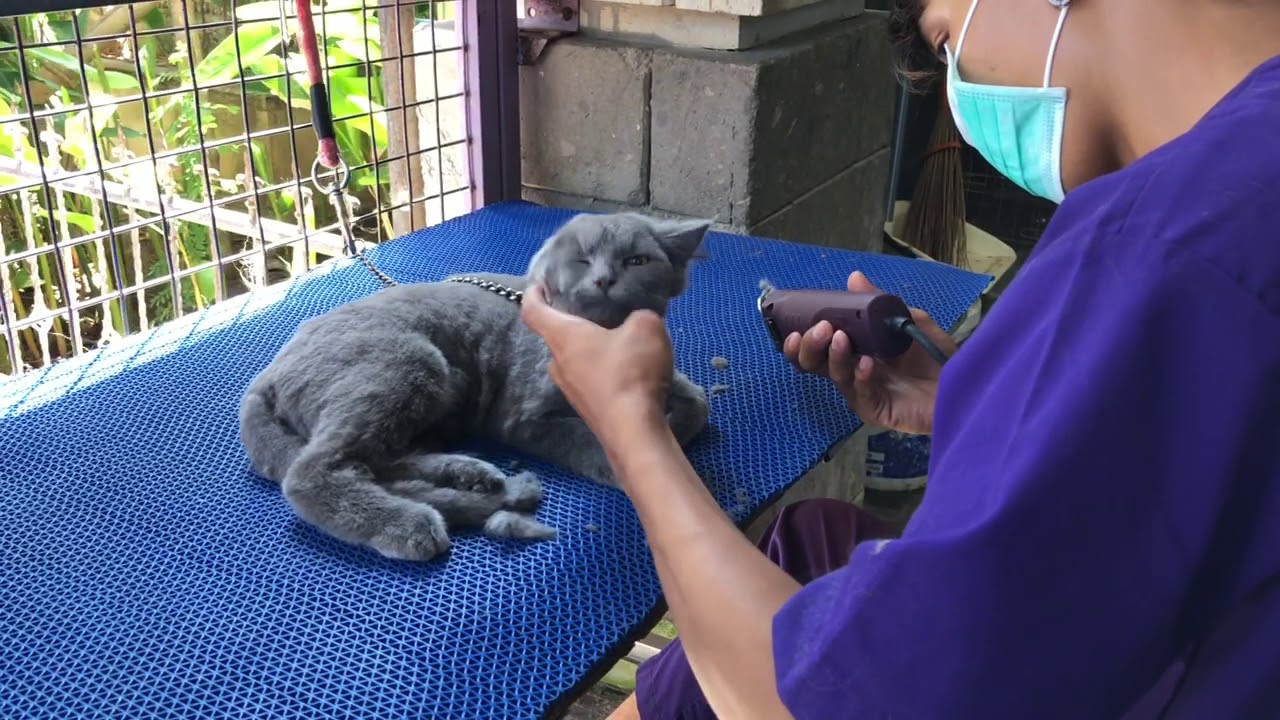 VETERINARY IN BALI !!! - YouTube