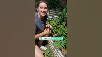 Prune Basil for Longer Harvest