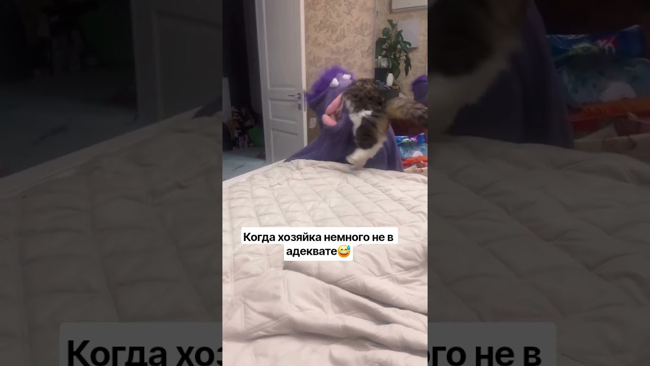 кошка в шоке😄 #animals #животные