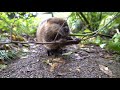 Beavers Maple And Filbert Are Busy Sticking Together