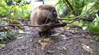 Beavers Maple And Filbert Are Busy Sticking Together