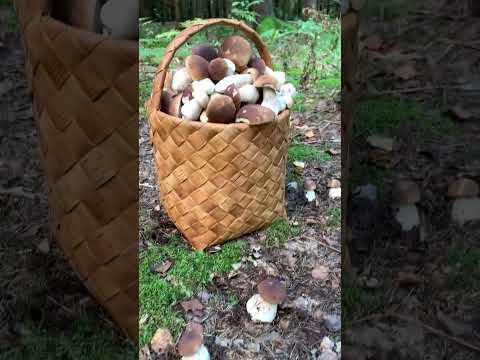ВЫ ВИДЕЛИ СТОЛЬКО БЕЛЫХ ГРИБОВ? #shorts