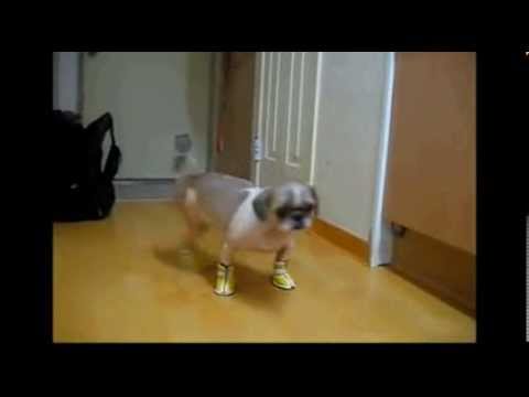 Video: Încălțăminte Pentru Câini