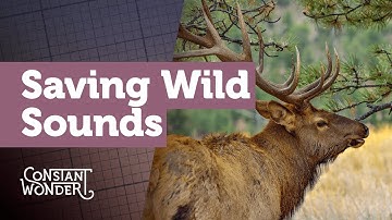 Saving Wild Sounds | Constant Wonder S3 E1