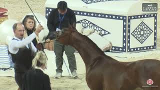 Download Lagu Athal Arabian Horse Show 2026   Class   2A MP3