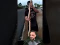 Resgate de Surucucu-pico-de-jaca na estrada, Itacaré BA @gabrielnucleo Episódio #2 #biologohenrique