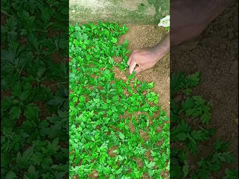 Propagating Chrysanthemum from