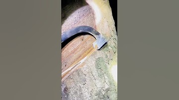technique for taking rubber sap from trees #shorts