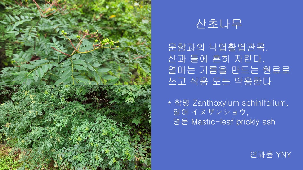 산초나무 - YouTube