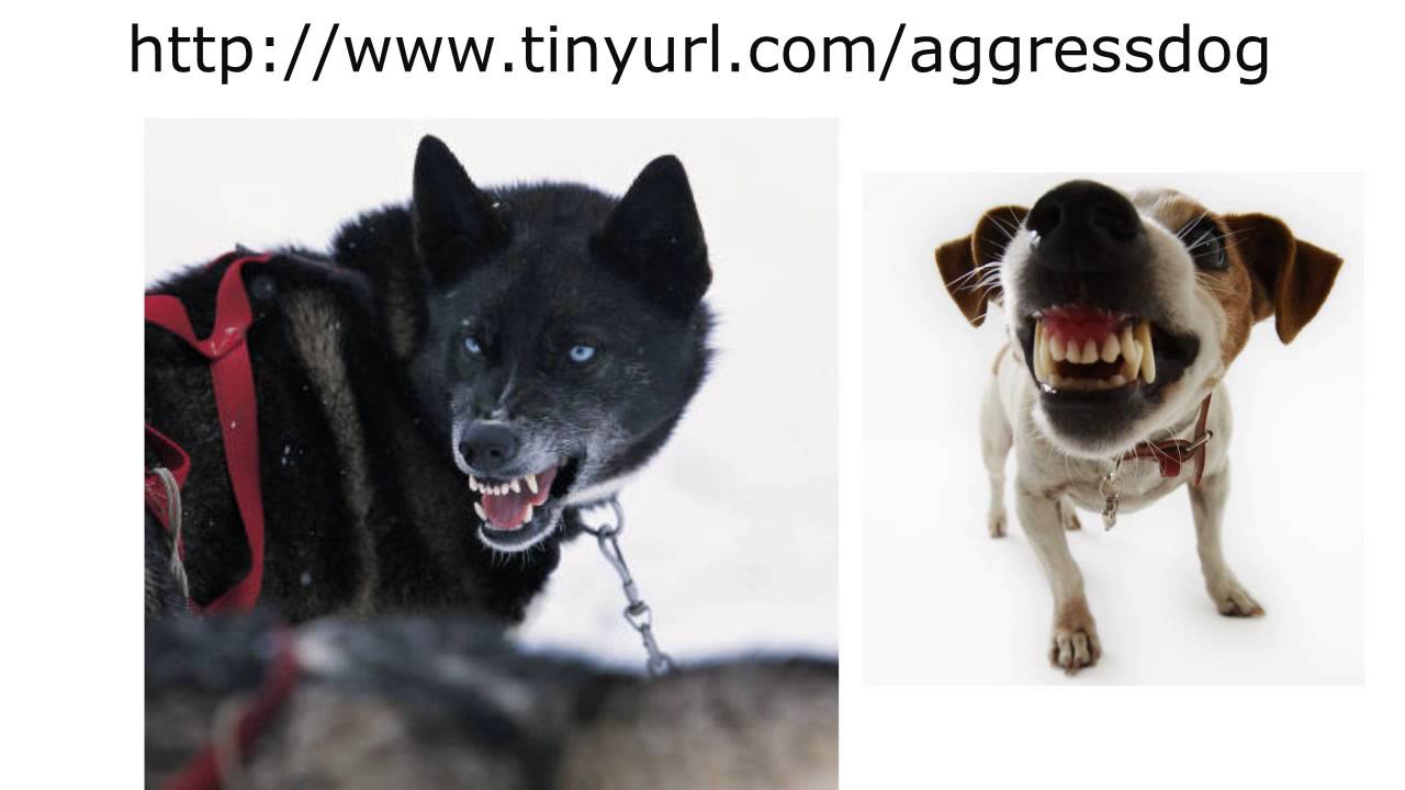 Aggressive Behavior in Dogs - Part 2 - YouTube