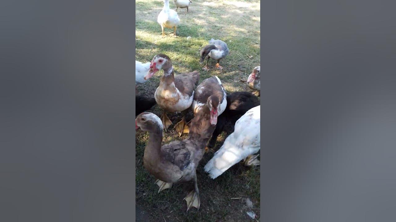 Вот так охотятся Утки за кусочками хлеба! 😆... - YouTube