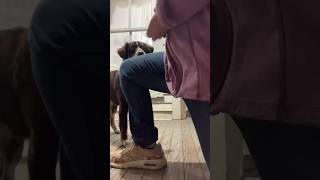Trickmas day 4 “Paws” @DogsInFlight #dog #aussie #puppy #trick #paws #shorts