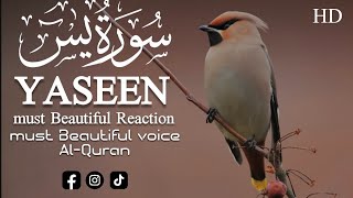 Heart Teaching voice AlQuran Beautiful Translation SurahAlYaseen Full video