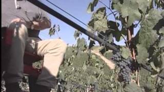 видео Итальянское вино