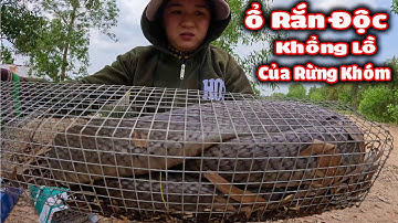 De grootste cobra die ik ooit heb gezien # CSBR # Aflevering 291