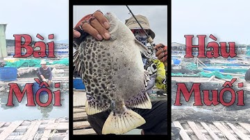 [ 15 ] Bài Hàu muối hiệu quả để ae câu cá nâu , cá dìa . Mình chia sẽ chút kinh nghiệm cho ae.